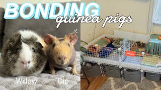 Bonding My 2 Female Guinea Pigs || will it be a success or fail?