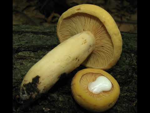 Lactarius flavidus