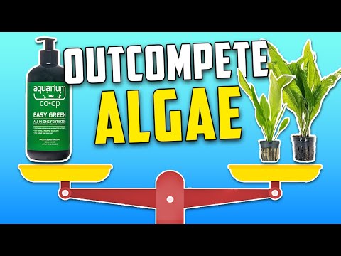 How to Properly Use Aquarium Fertilizer to Beat Algae For Good!