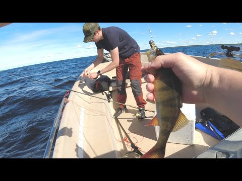 Ahvenen jigausta merellä