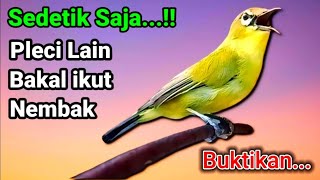 Download lagu SUARA PLECI gacor ngalas || Sekali PANCING pleci dakun bakal ikut NGALAS NEMBAK & GACOR. mp3