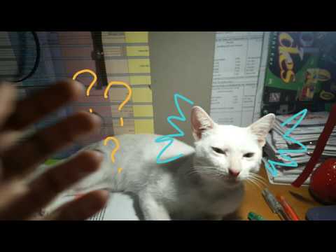 Meth #shorts #cats #cutecats #catsofyoutube