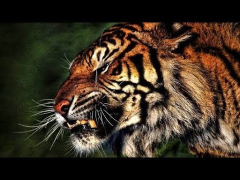 Tiger tribute