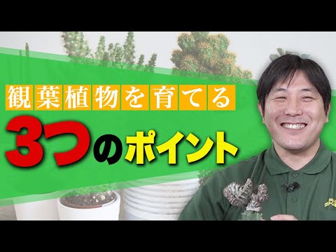 経済学科 グリーンポケットのバイヤーが教える！おすすめ3選！国土緑化チャンネルVol.030