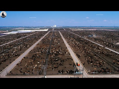 American ranchers raise 28.1 million cows for meat and milk this way.