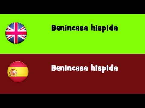 FROM ENGLISH TO SPANISH = Benincasa hispida