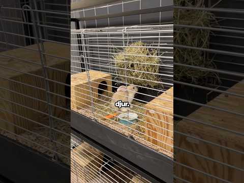 Jag köpte ett husdjur till min flickvän???