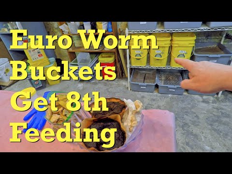 European nightcrawler worms in yellow buckets fed at day 96 - vermicompost