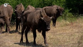 Деветте европейски бизона в ДЛС “Женда“ бяха пуснати в природата