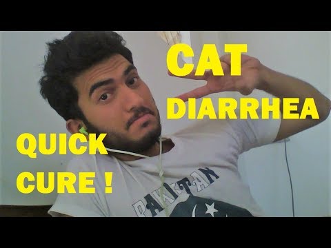 CAT DIARRHEA QUICK CURE WITH CHICKEN FEET ENGLISH 2019