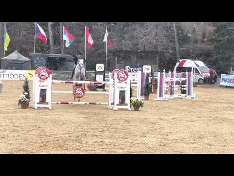 LEVINO (9yo Levisonn) April 2022 Ranshofen 🇦🇹 - 140 cm