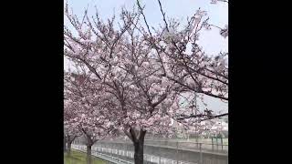 【下関市】川中中央公園の桜