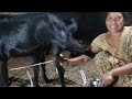Viral Milk Making