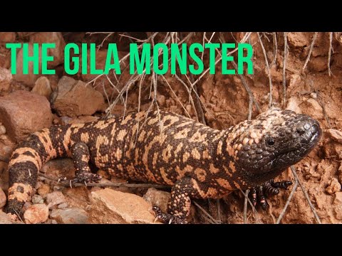 Learn about the Gila Monster and GLP-1