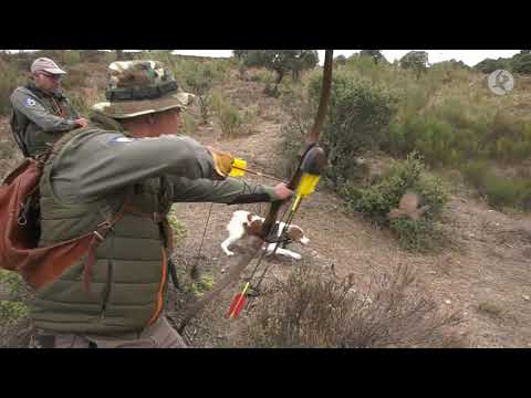 Partridge hunting day with the Spanish champions and runners-up | Hunters of the Day