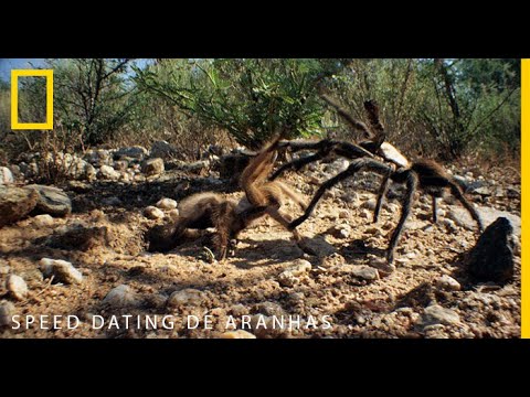 Speed dating de aranhas | National Geographic Portugal