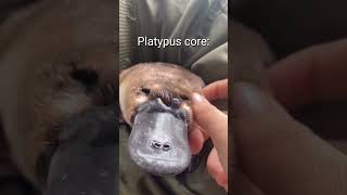Download lagu Platypus Core🤣It's like a pump on the wate😅 #living_life #funny #viralvideo #Shorts #Platypus mp3