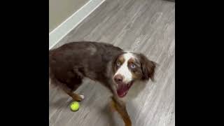 Video preview image #1 Australian Shepherd Puppy For Sale in Emmett, ID, USA