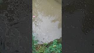 Download lagu MANTAP SPOT MANCING IKAN CHANNA LIMBATA ll di musim hujan.! mp3
