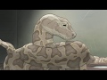 Female Snake Eats Mouse A S01E08