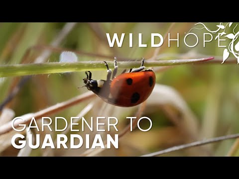 Meet the Irish gardener leading a global rewildling movement | WILD HOPE