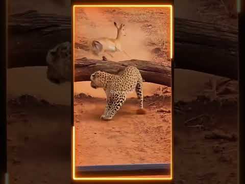 Tanto correr para quedarse con hambre! 🐕 #Comedia #Animales #LOL #viralvideo #funnyvideo #fypシ゚viral
