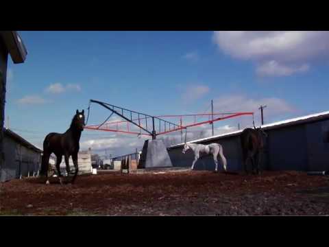 Willy Vlautin - Lean on Pete