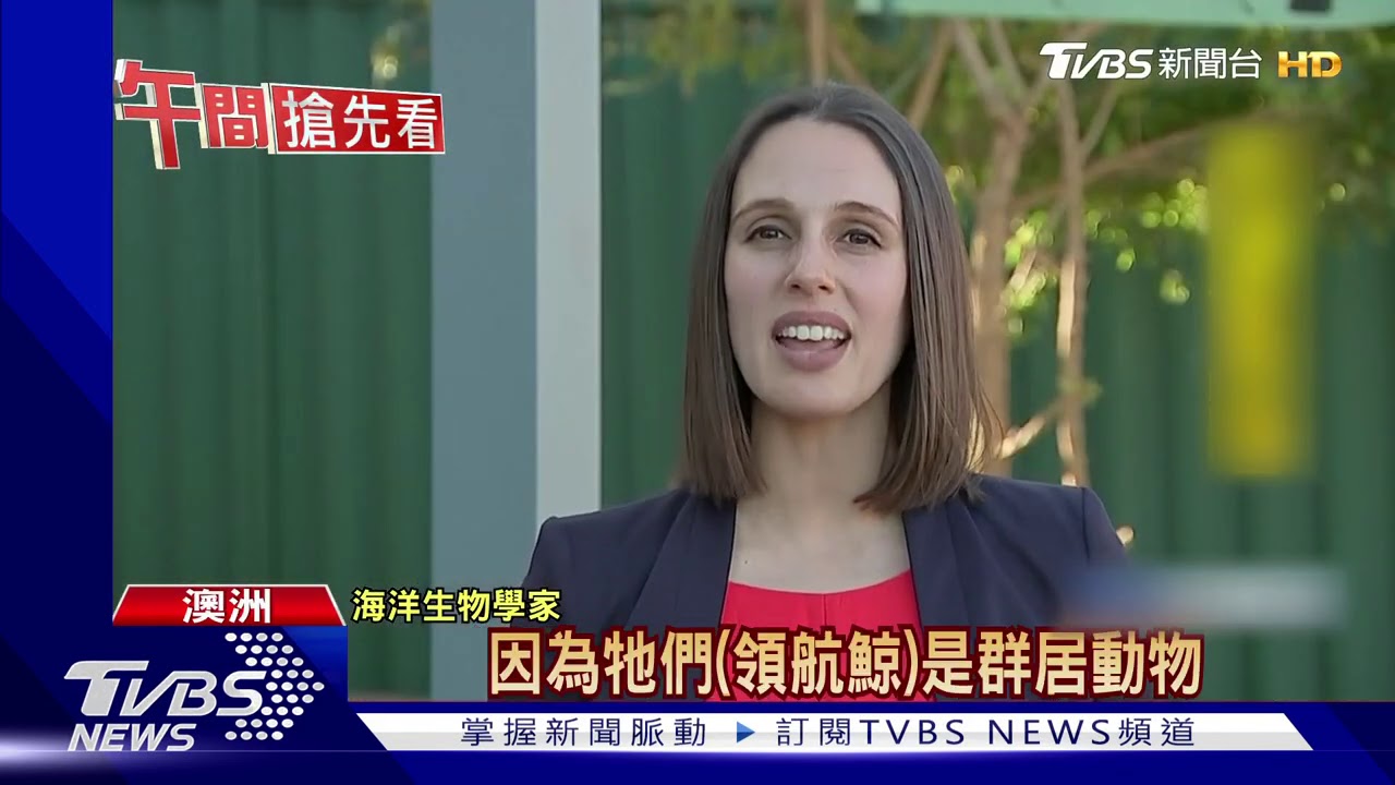 470頭領航鯨擱淺澳洲 救援困難被迫安樂死