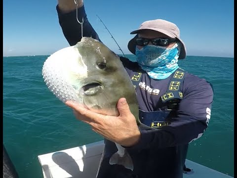 image-Are Florida puffer fish poisonous to touch?