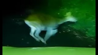 Re: [分享] 南韓離奇撞鹿事件