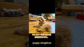ぱぴきん#puppy #犬の居る生活 #犬のいる暮らし #仔犬 #福岡ペットショップ