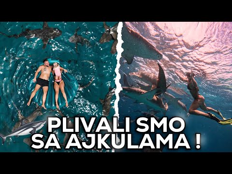 🌊 Plivanje sa ajkulama i ražama na Maldivima – NAJLEPŠE ISKUSTVO! 🦈💙