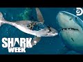 Most Wild Moments From Shark Week Belly Of The Beast Feeding Frenzy 2023 Discovery