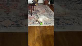 Video preview image #1 Poodle (Miniature)-Unknown Mix Puppy For Sale in Grafton, WI, USA