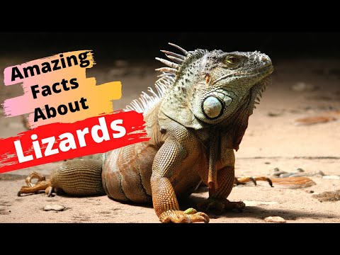image-What is a fun fact about lizards?