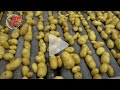 Pommes de terre : meilleur stockage pour une plus grande qualité