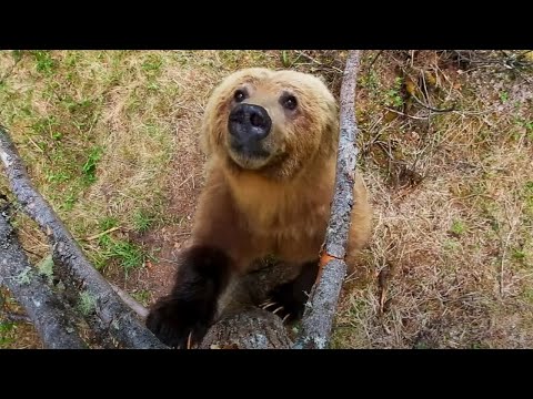 How Do Bears Shed Their Winter Coats? By Dancing!