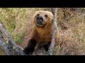 Bears Dancing In The Forest Planet Earth II BBC Earth