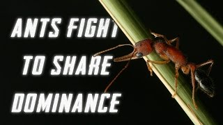 Ants Fight to Share Dominance