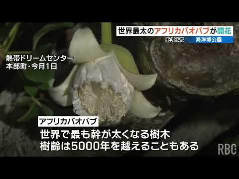 園芸 アフリカバオバブ、ボトルツリー