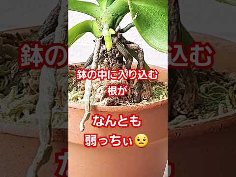 氷を使って蘭に水をやる方法は？根が腐らないようにするためのヒントをご覧ください。  庭園