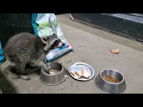 Mama Raccoon Dunking Her Food August 20th 2022 9:30 p.m.