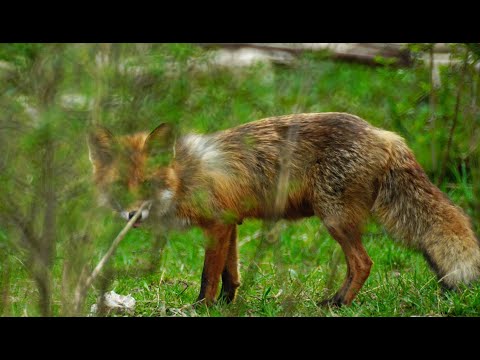 Dziki , Tatry , orły
