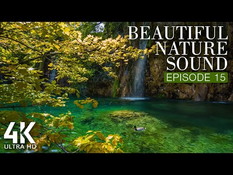 Beautiful Sounds - 8 HRS Soothing Bird Songs + Gentle Waterfall Sounds for Relaxation #15