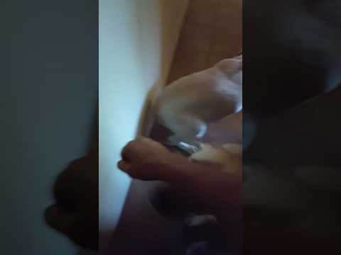 Crystal the Pet Nanny. LLC video.