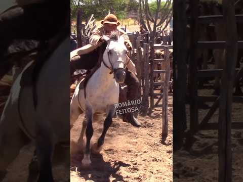 Vaquinha ligeira #romariofeitosa #pegadeboinomato