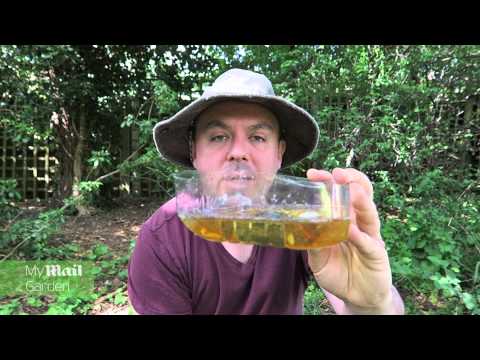 How to Make a Beer Trap for Slugs | www.mymailgarden.co.uk