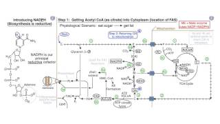 Fatty Acids and Lipid Biosynthesis