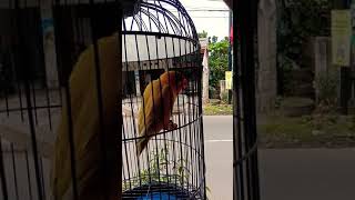 Download lagu Lovebird betina sardot gaya unik mp3