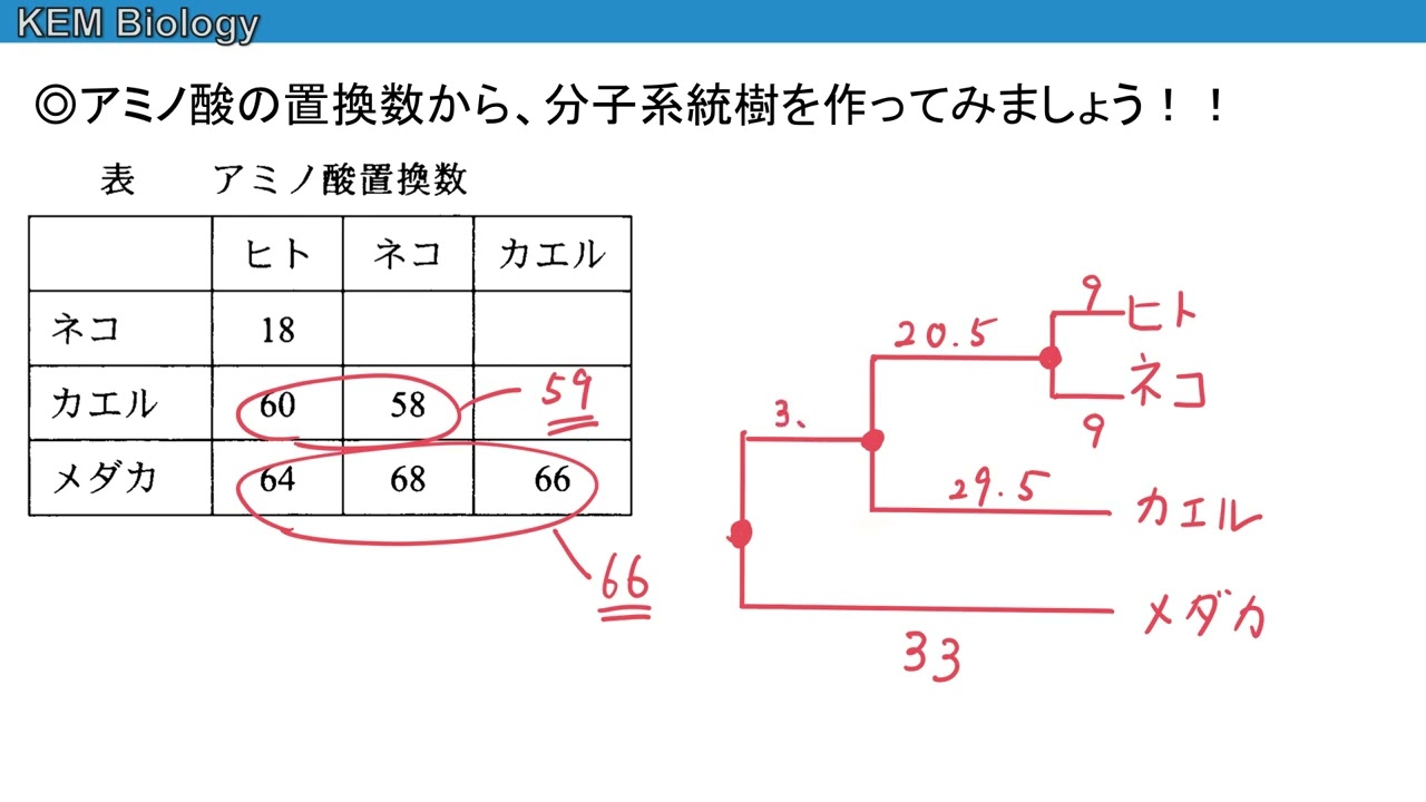高校生物（理系）「分子系統樹の作り方」